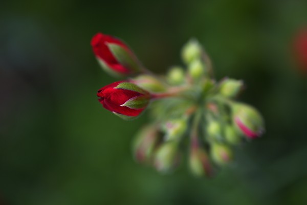 Geraniums Buds Red by Joy Watson
